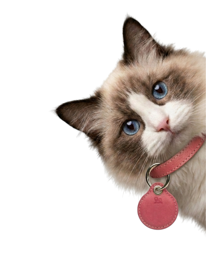 Foto: mascota con su E-Chip Wollo
