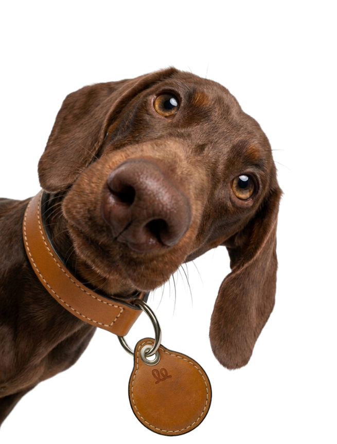 Foto: mascota con su E-Chip Wollo